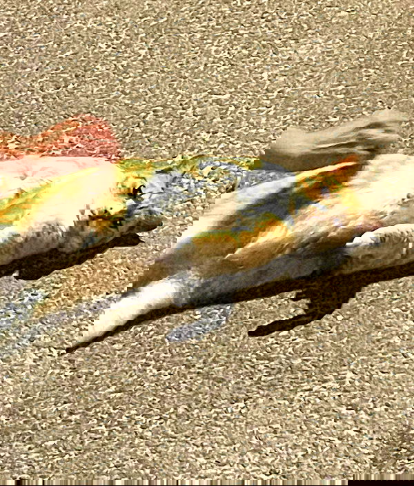 lissi77 lissi77 archive image