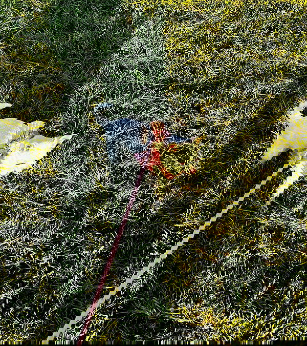 rinsrain rinsrain archive image