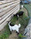 roni_ackerman Altpins Profile Picture