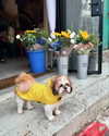 roni_ackerman Altpins Profile Picture
