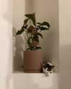 roni_ackerman Altpins Profile Picture