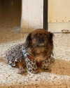 roni_ackerman Altpins Profile Picture