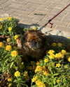 roni_ackerman Altpins Profile Picture