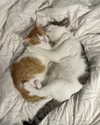 roni_ackerman Altpins Profile Picture