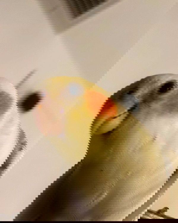 tinapavlov.sky tinapavlov.sky archive image