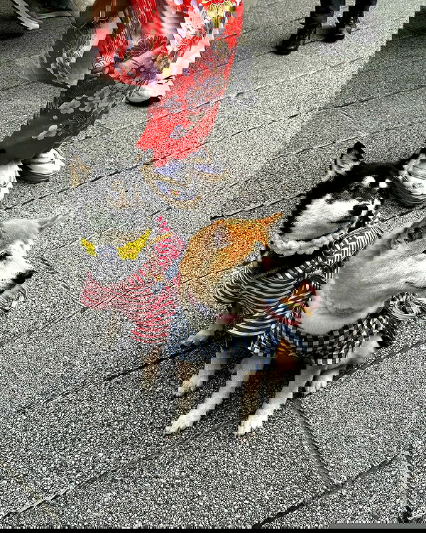 ziv.etach ziv.etach archive image