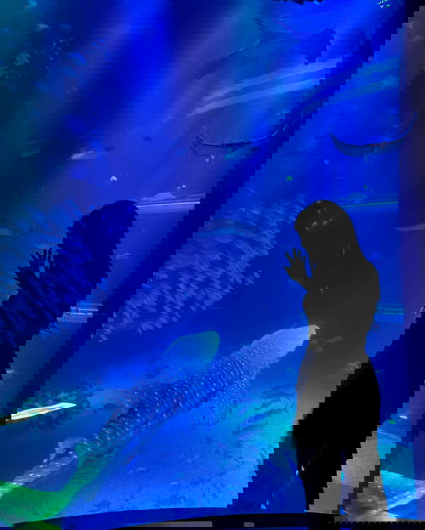 ziv.etach ziv.etach archive image