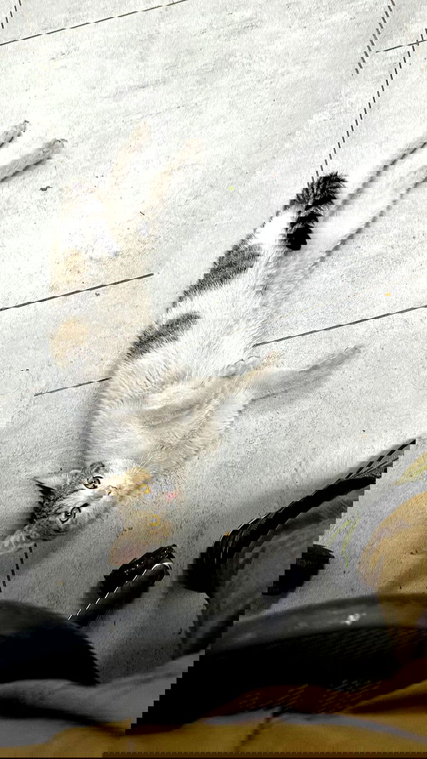 biton__adi biton__adi archive image