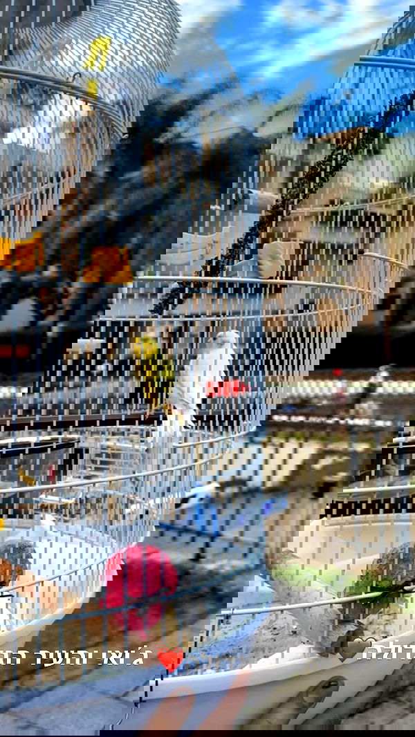 biton__adi biton__adi archive image