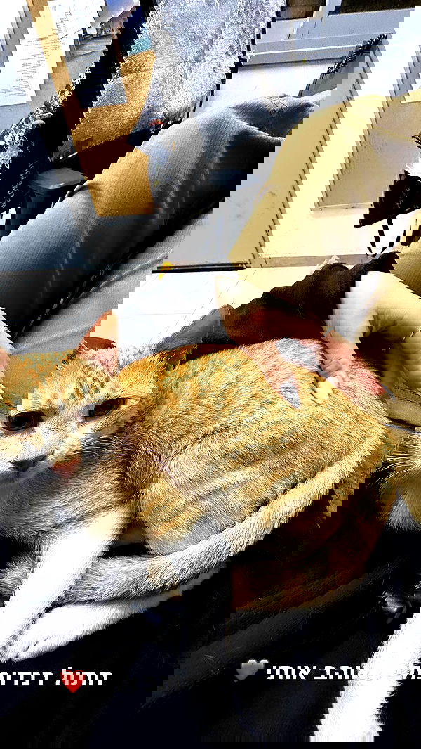 biton__adi biton__adi archive image