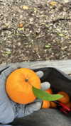 canabaputgir Altpins Profile Picture