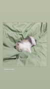 cyberkitty_____ Altpins Profile Picture