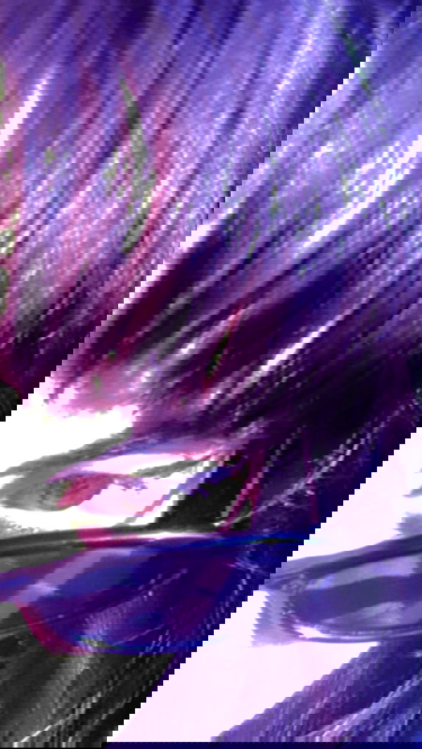 dustheadd dustheadd archive image