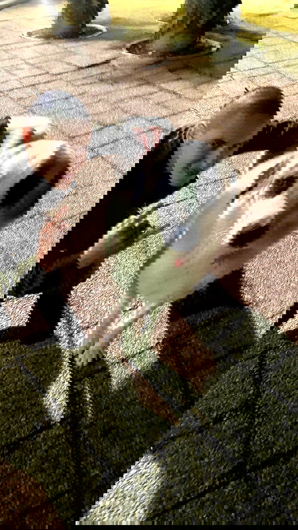 dustheadd dustheadd archive image