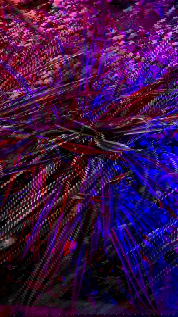 dustheadd dustheadd archive image