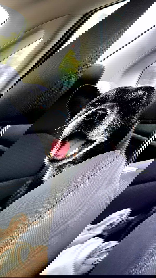 dustheadd dustheadd archive image