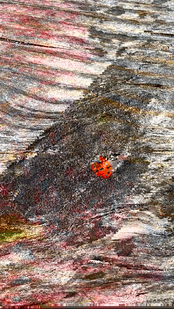 dustheadd dustheadd archive image