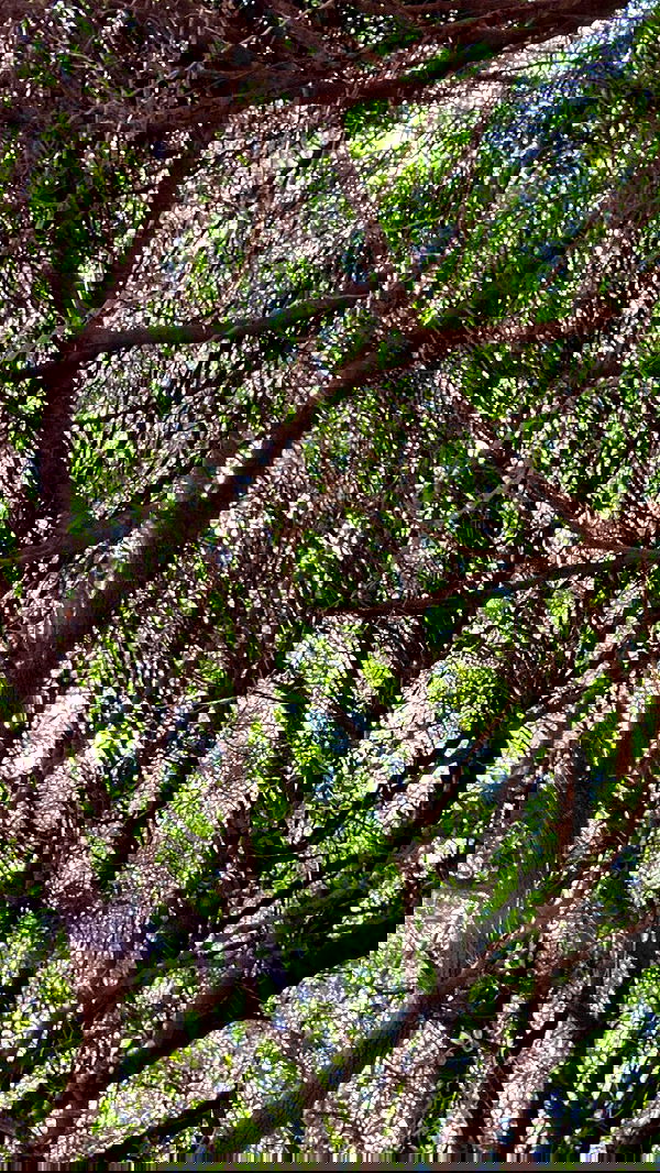 dustheadd dustheadd archive image