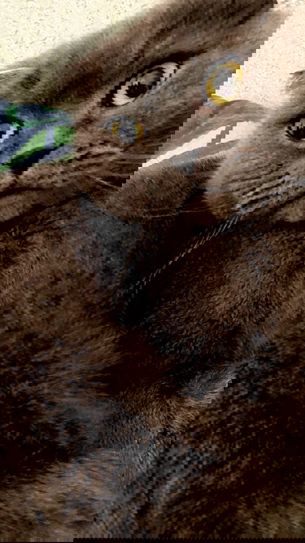 dustheadd dustheadd archive image