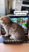 karin_orhov Altpins Profile Picture