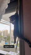 karin_orhov Altpins Profile Picture