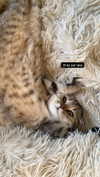 karin_orhov Altpins Profile Picture