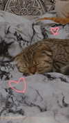karin_orhov Altpins Profile Picture