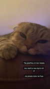 karin_orhov Altpins Profile Picture