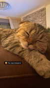 karin_orhov Altpins Profile Picture