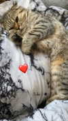 karin_orhov Altpins Profile Picture