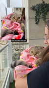 karin_orhov Altpins Profile Picture