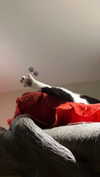 karin_orhov Altpins Profile Picture