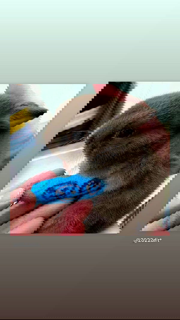 liashaked liashaked archive image