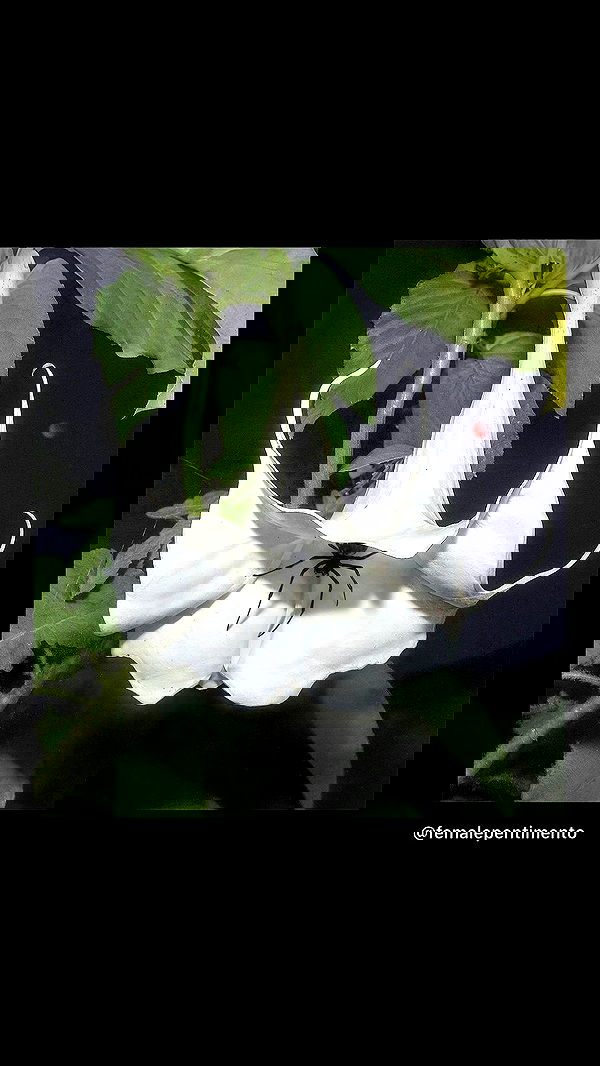 liashaked liashaked archive image