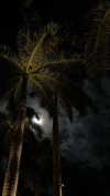 liori_hen Altpins Profile Picture