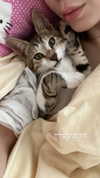 lisush_9 Altpins Profile Picture