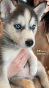 maor.d_ Altpins Profile Picture