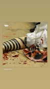 misslovedogs Altpins Profile Picture