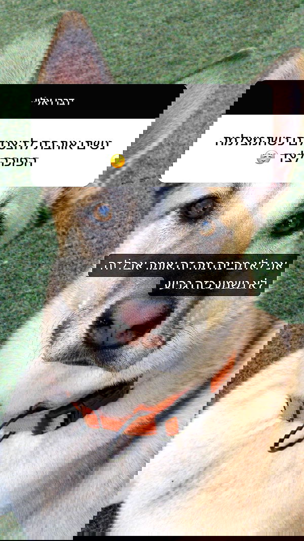 moonliliaght moonliliaght archive image