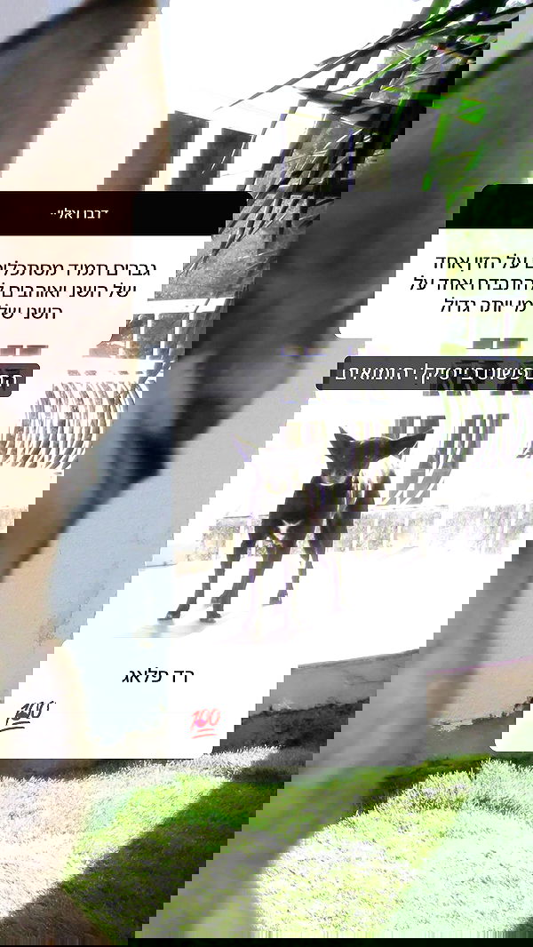 moonliliaght moonliliaght archive image