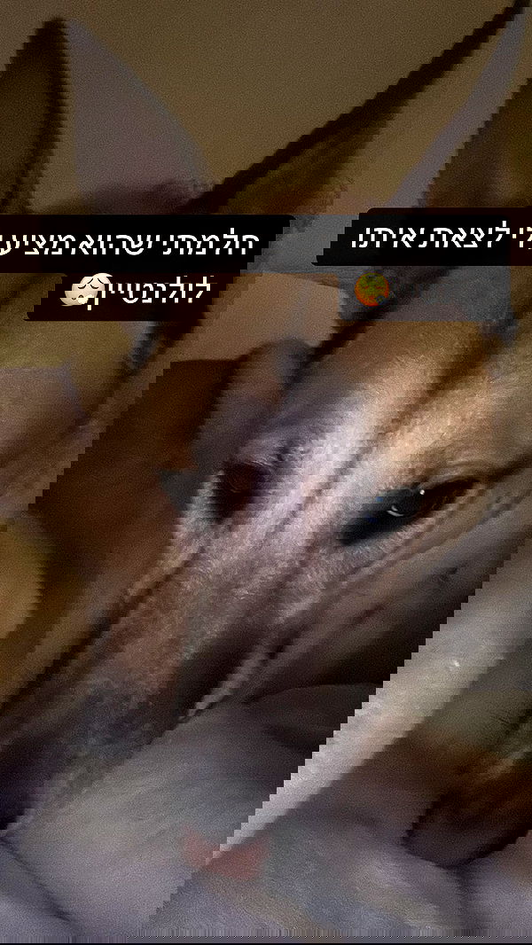 moonliliaght moonliliaght archive image