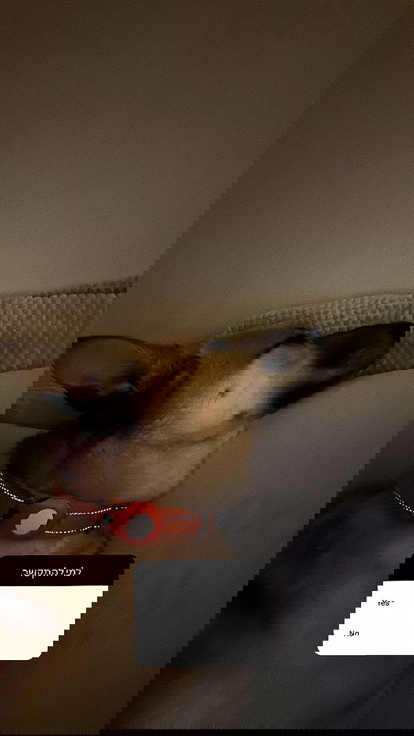 moonliliaght moonliliaght archive image