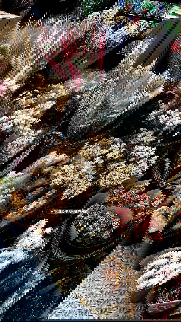 roni.benshushan roni.benshushan archive image