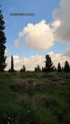 roni_ackerman Altpins Profile Picture