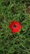roni_ackerman Altpins Profile Picture