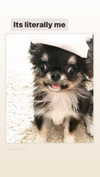 shinomayaa Altpins Profile Picture
