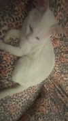 xxk1tty4nnaxx Altpins Profile Picture