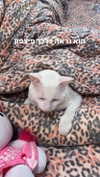 xxk1tty4nnaxx Altpins Profile Picture