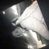 avitallllllll Altpins Profile Picture