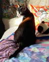 canabaputgir Altpins Profile Picture